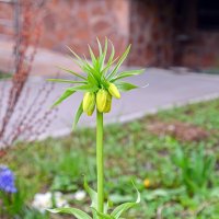 Рябчик императорский  решил расцвести :: Валерий Иванович