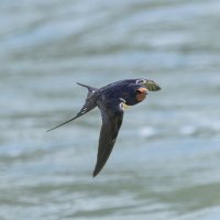 ласточка деревенская. :: юрий макаров