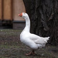 *** :: Владимир Безбородов