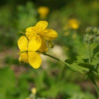 ! :: Вен Гъновски