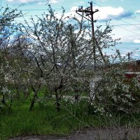 Небо и цветы :: Юрий Гайворонскiий