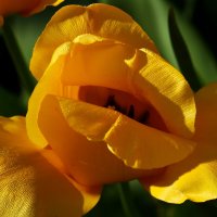 Доброе утро :: Юрий. Шмаков