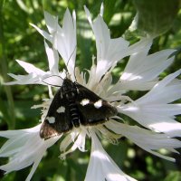 Бабочка. :: nadyasilyuk Вознюк