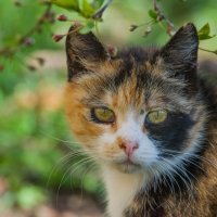 Зоркий взгляд. :: Sergey (Apg)