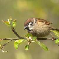 ... :: Вячеслав Минаев