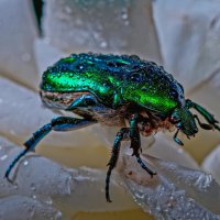 Золотистая бронзовка :: Aleksey Afonin