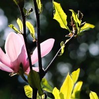 Розовый цветок :: ZNatasha -