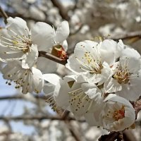 Весенний цвет :: Татьяна Тюменка