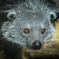 бинтуронг :: Аркадий Лаптенко