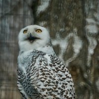 Полярная Сова :: Александр Леонов