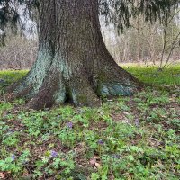 В лесу :: Андрей Л. В.