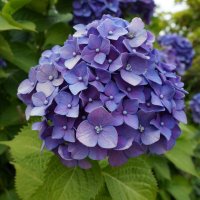 Память .... :: Алёна Савина