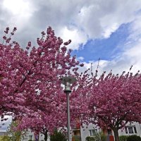 Вишнёвый рай... :: Галина 