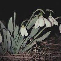 Темнота скрывает хрупкость :: Evgenia Glazkova