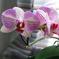 красота :: Николай 