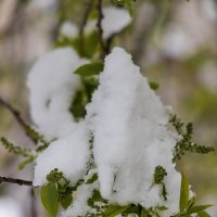 Ветка в апреле :: Александр Синдерёв