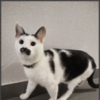 Здравствуйте! :: Ольга Довженко