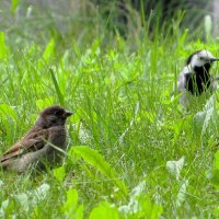 Привет! :: Лариса С.