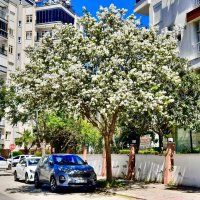 Весна в Анталье :: Eldar Baykiev