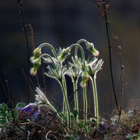 Проснулась и поднялась сон-трава. :: nadyasilyuk Вознюк