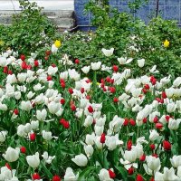 Цветочная поляна! :: Надежда 