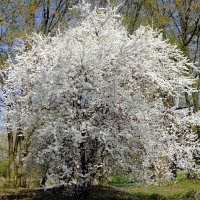 Цветущий апрель :: Рита Симонова