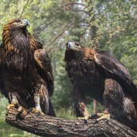 Беркут :: SanSan 