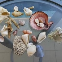 После прогулок по отливу моря :: Галина Ильясова