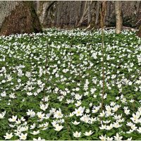 Ветреница дубравная. :: Валерия Комова