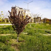 В парке :: Анатолий Чикчирный