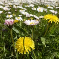 Каждый цветок - это душа, расцветающая в природе.... :: Галина 