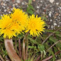 Апрельское трио :: Светлана 