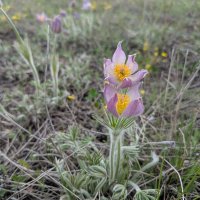 Сон трава :: Андрей Хлопонин