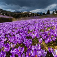 Первоцветы :: Сергей Титов