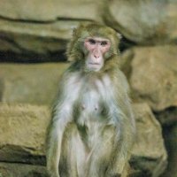 японская макака :: Аркадий Лаптенко