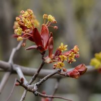 Клены бывают разные. :: Николай 