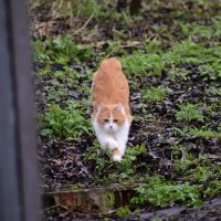 кис кис :: Константин Сафронов