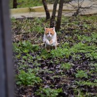 кис кис :: Константин Сафронов