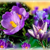 Крокусы первые посланники весны ... :: Валентина Надсон