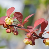 Барбарис :: Надежда Куркина 