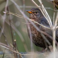 Черный дрозд (самка) :: Владимир Лазарев