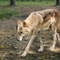 Белый волк :: SanSan 