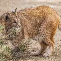 рыжая рысь :: Аркадий Лаптенко