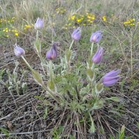 Апрельская степь... :: Андрей Хлопонин