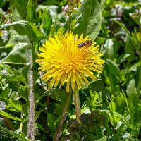 Будет мёд из одуванчиков :: Валерий Иванович