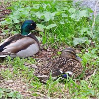 Граждане отдыхающие :: Сеня Белгородский