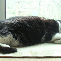 Уснул на окошке :: Людмила Смородинская