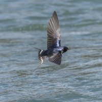 ласточка деревенская. :: юрий макаров