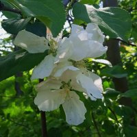 скоро и яблони зацветут :: Елена Шаламова