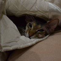 Что-то стало холодать... :: Ольга 